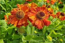 Helenium 'Mien Ruys'