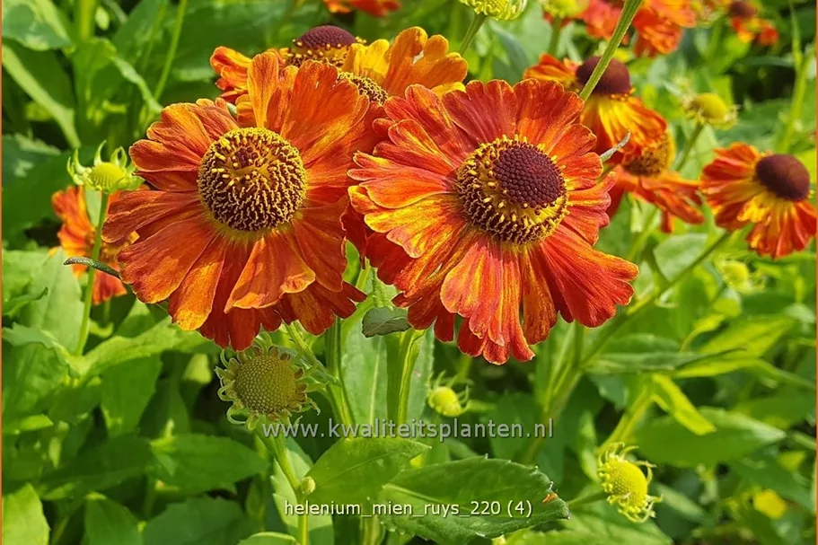 Helenium 'Mien Ruys'