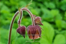 Geum rivale