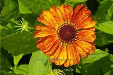 Helenium 'Mien Ruys'
