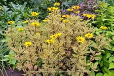 Heliopsis helianthoides 'Summer Pink'