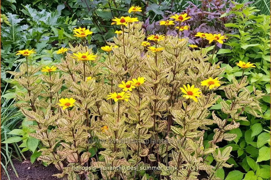 Heliopsis helianthoides 'Summer Pink'
