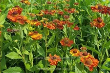 Helenium 'Mien Ruys'
