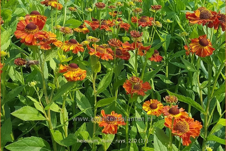 Helenium 'Mien Ruys'