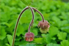 Geum rivale
