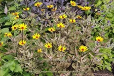 Heliopsis helianthoides 'Summer Pink'
