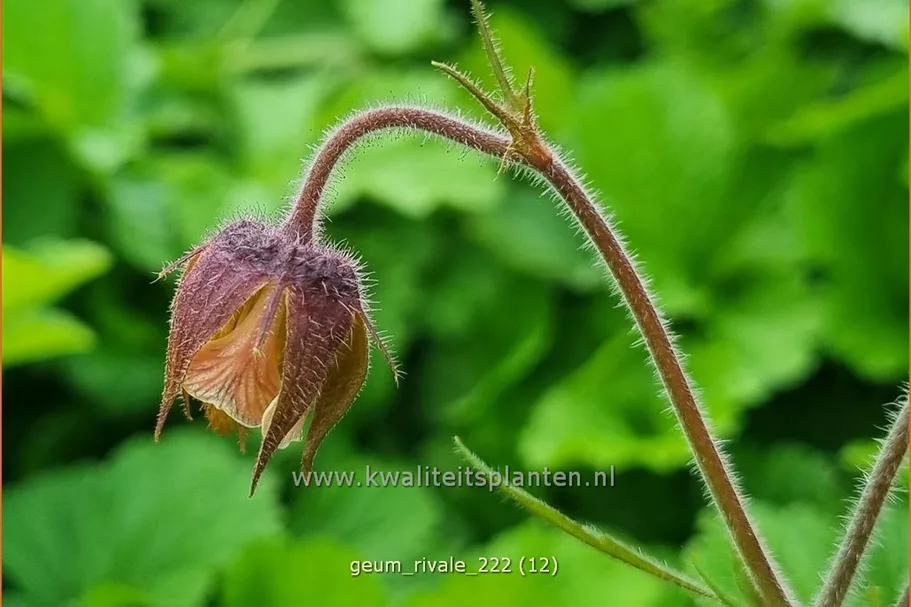 Geum rivale