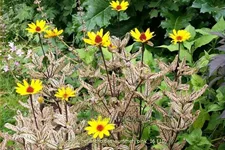 Heliopsis helianthoides 'Summer Pink'