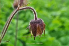 Geum rivale