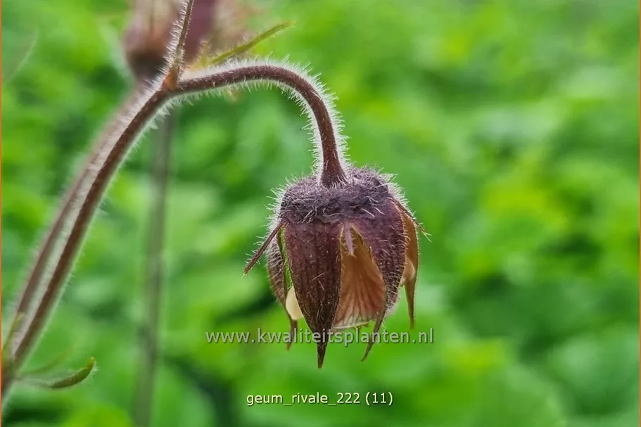 Geum rivale