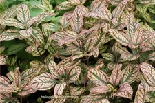 Heliopsis helianthoides 'Summer Pink'