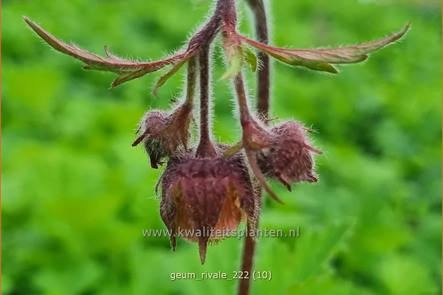 Geum rivale