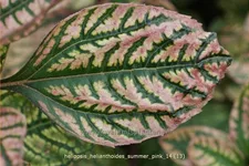 Heliopsis helianthoides 'Summer Pink'