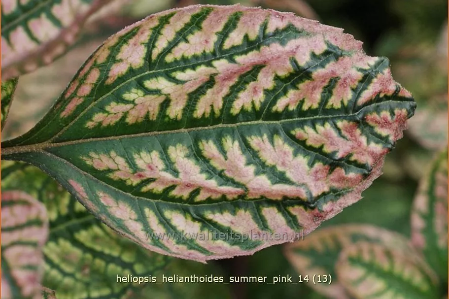 Heliopsis helianthoides 'Summer Pink'