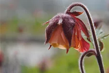 Geum rivale