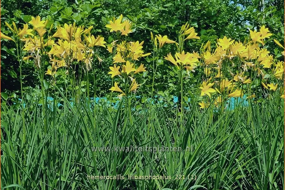 Hemerocallis lilioasphodelus