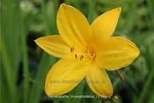 Hemerocallis lilioasphodelus
