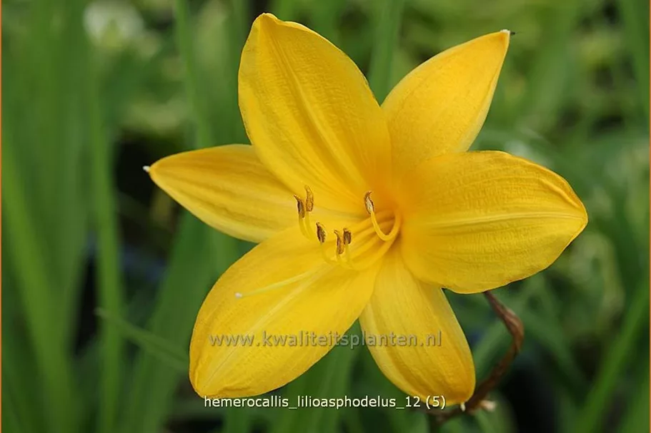 Hemerocallis lilioasphodelus
