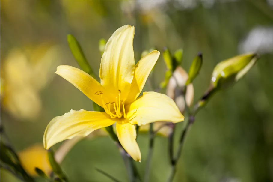 Hemerocallis lilioasphodelus