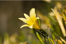 Hemerocallis lilioasphodelus