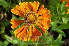 Helenium 'Moerheim Beauty'