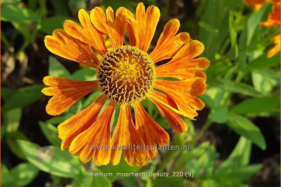 Helenium 'Moerheim Beauty'
