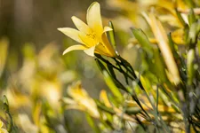 Hemerocallis lilioasphodelus