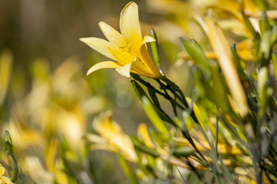 Hemerocallis lilioasphodelus