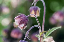 Geum rivale
