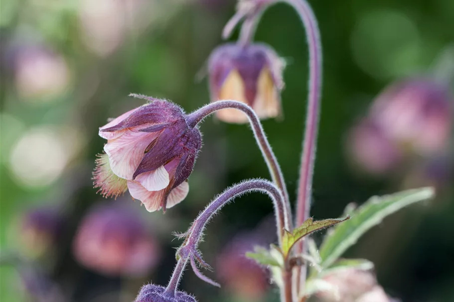 Geum rivale