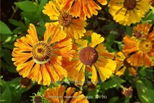 Helenium 'Moerheim Beauty'