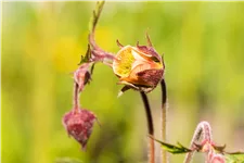 Geum rivale