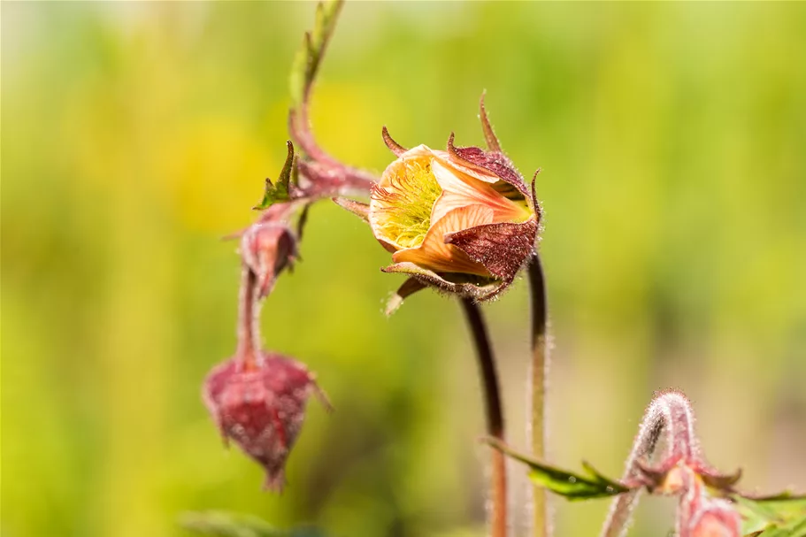 Geum rivale