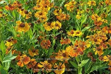 Helenium 'Moerheim Beauty'