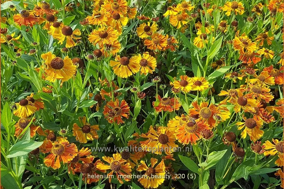 Helenium 'Moerheim Beauty'