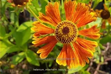 Helenium 'Moerheim Beauty'