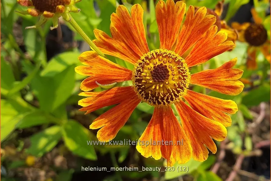 Helenium 'Moerheim Beauty'