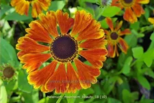 Helenium 'Moerheim Beauty'