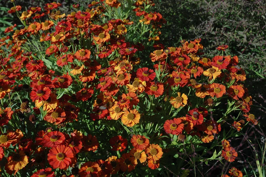 Helenium 'Moerheim Beauty'