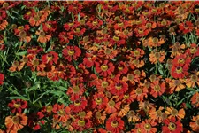 Helenium 'Moerheim Beauty'