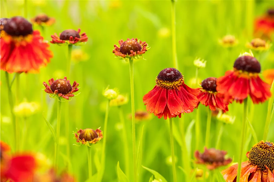 Helenium 'Moerheim Beauty'