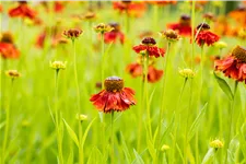 Helenium 'Moerheim Beauty'