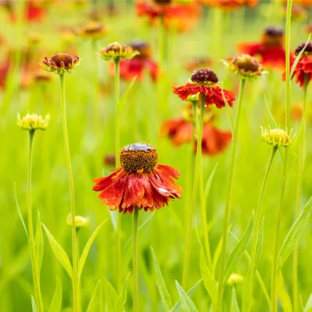 Helenium 'Moerheim Beauty'