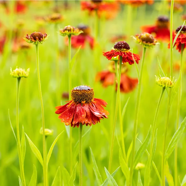 Helenium 'Moerheim Beauty'
