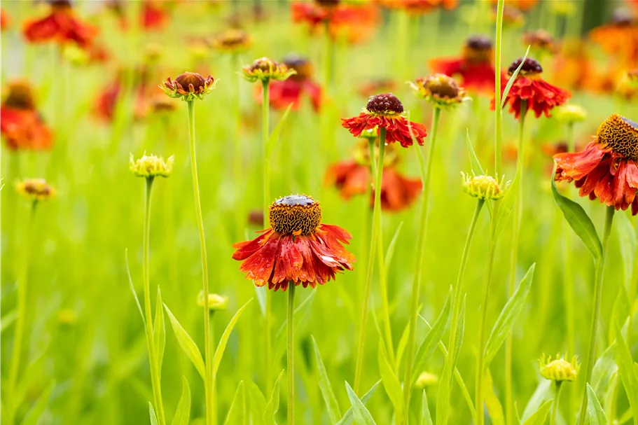Helenium 'Moerheim Beauty'