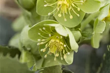Helleborus argutifolius