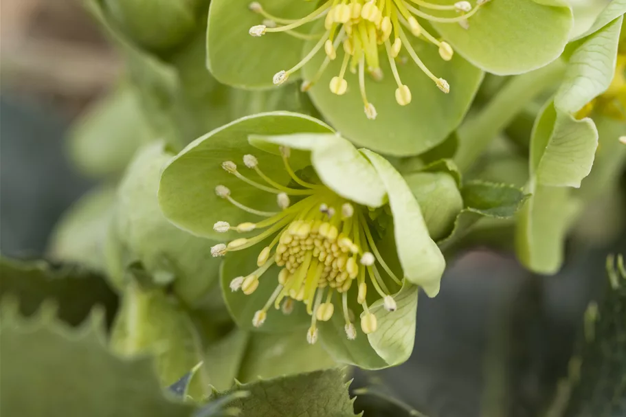 Helleborus argutifolius