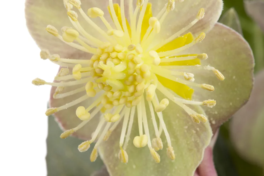 Helleborus argutifolius
