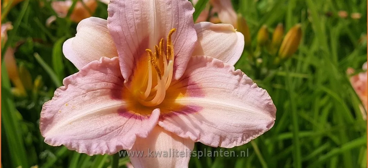 Hemerocallis 'Longfields Glory'