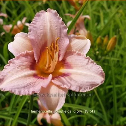 Hemerocallis 'Longfields Glory'